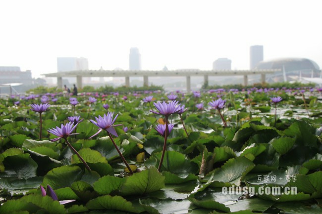 必威精装版appSSTC学院考雅思还是托福