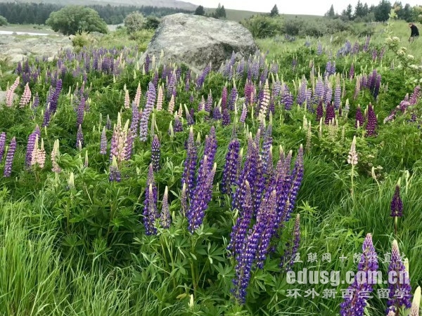 新西兰奥克兰大学申请要求