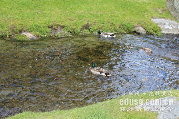 新西兰南方理工学院必威体育亚洲品牌的专业