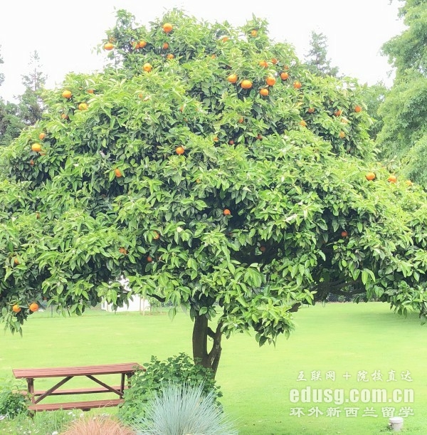 新西兰南方理工学院硕士必威体育亚洲品牌