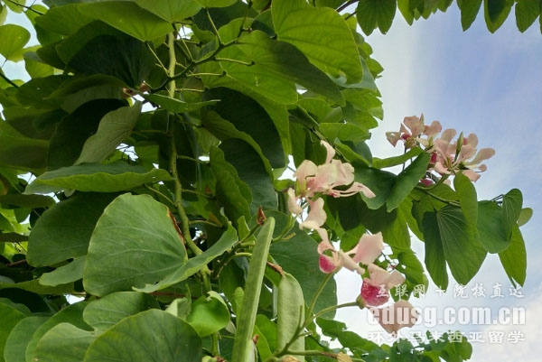 马来西亚高中读几年